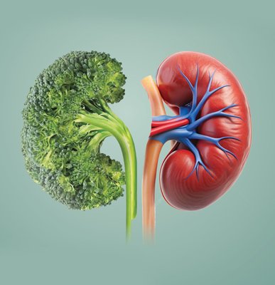Kidney Wellness Screening